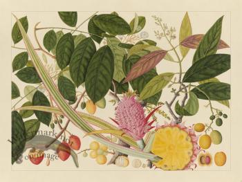 Andalas Botanicals 08